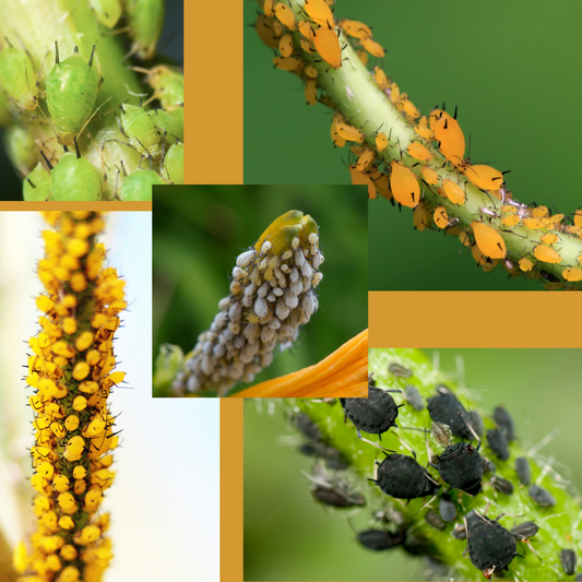 Aphid Control-5 Ways to Naturally Combat