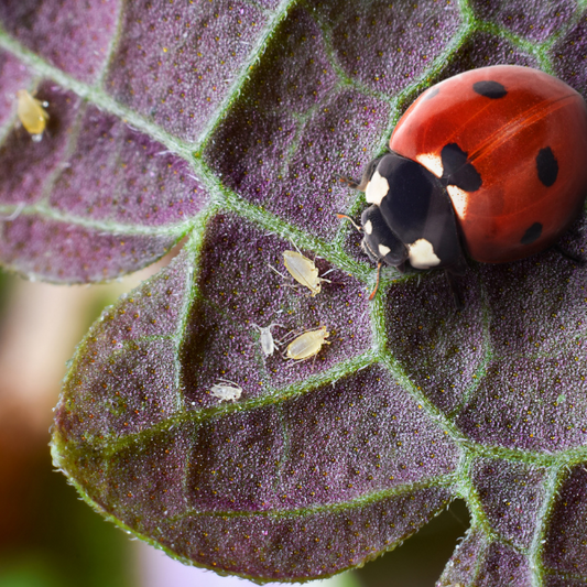 Three Common Garden Problems and Solutions