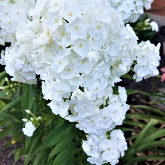 Phenomenal Garden Phlox