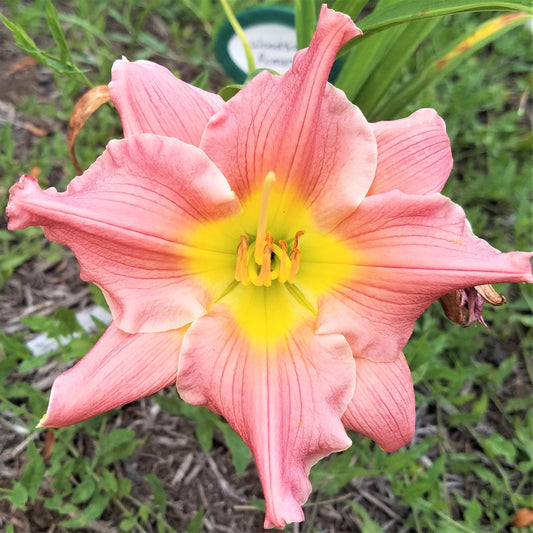 Darling Daylilies