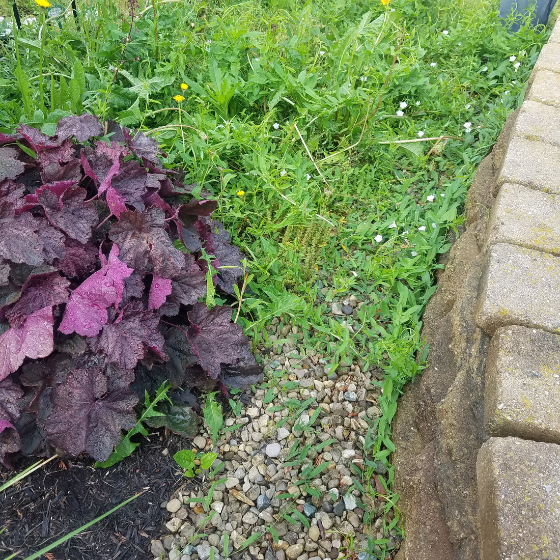 Organic Weed Control