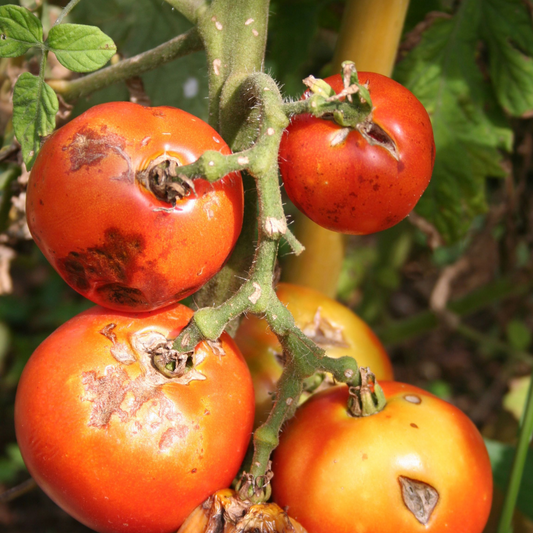 Rotten Tomatoes??