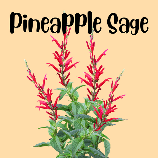 Pineapple Sage-What is this stuff??