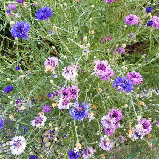 God's Gift - The Re-seeders
