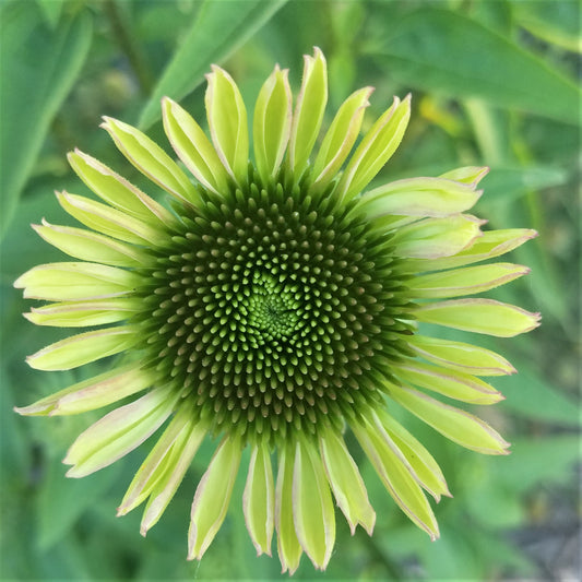 Coneflowers: Easy Peasy Flowers