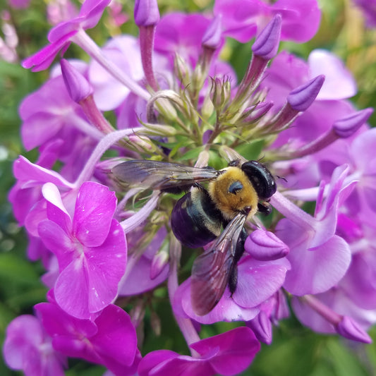 Powdery Mildew Preventative Spray