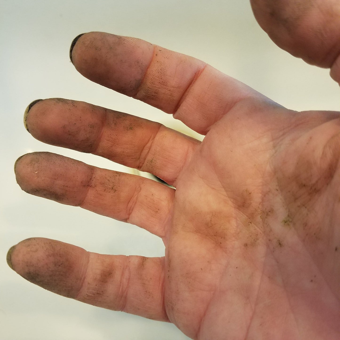 Dirty gardener's hands.