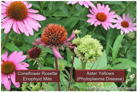 Coneflowers: Aster Yellows Vs. Eriophyid Mites