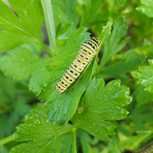 swallowtail butterfly