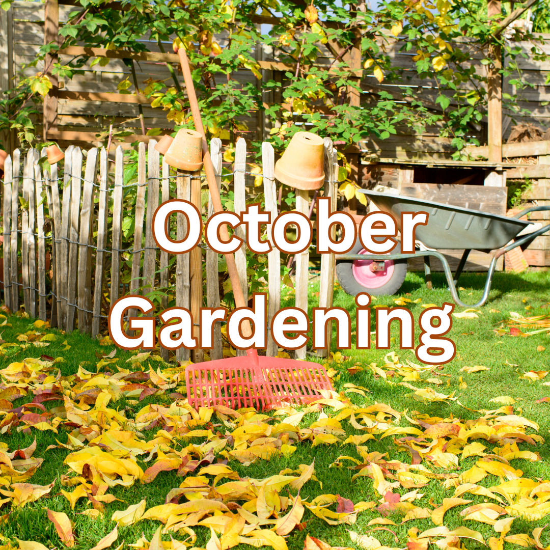 10 October Gardening Tasks