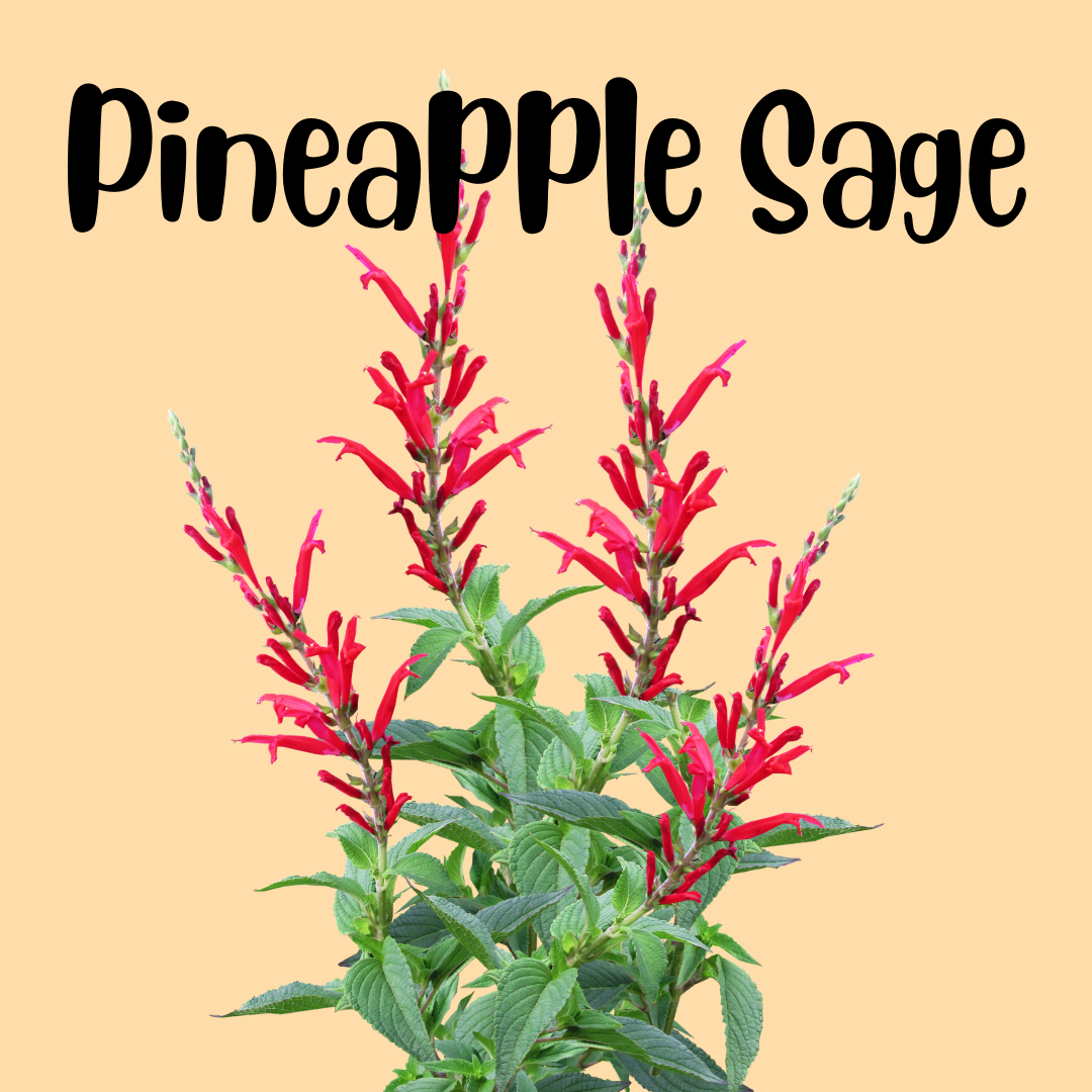 Pineapple Sage-What is this stuff??