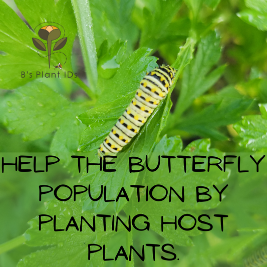 Butterfly Host Plants