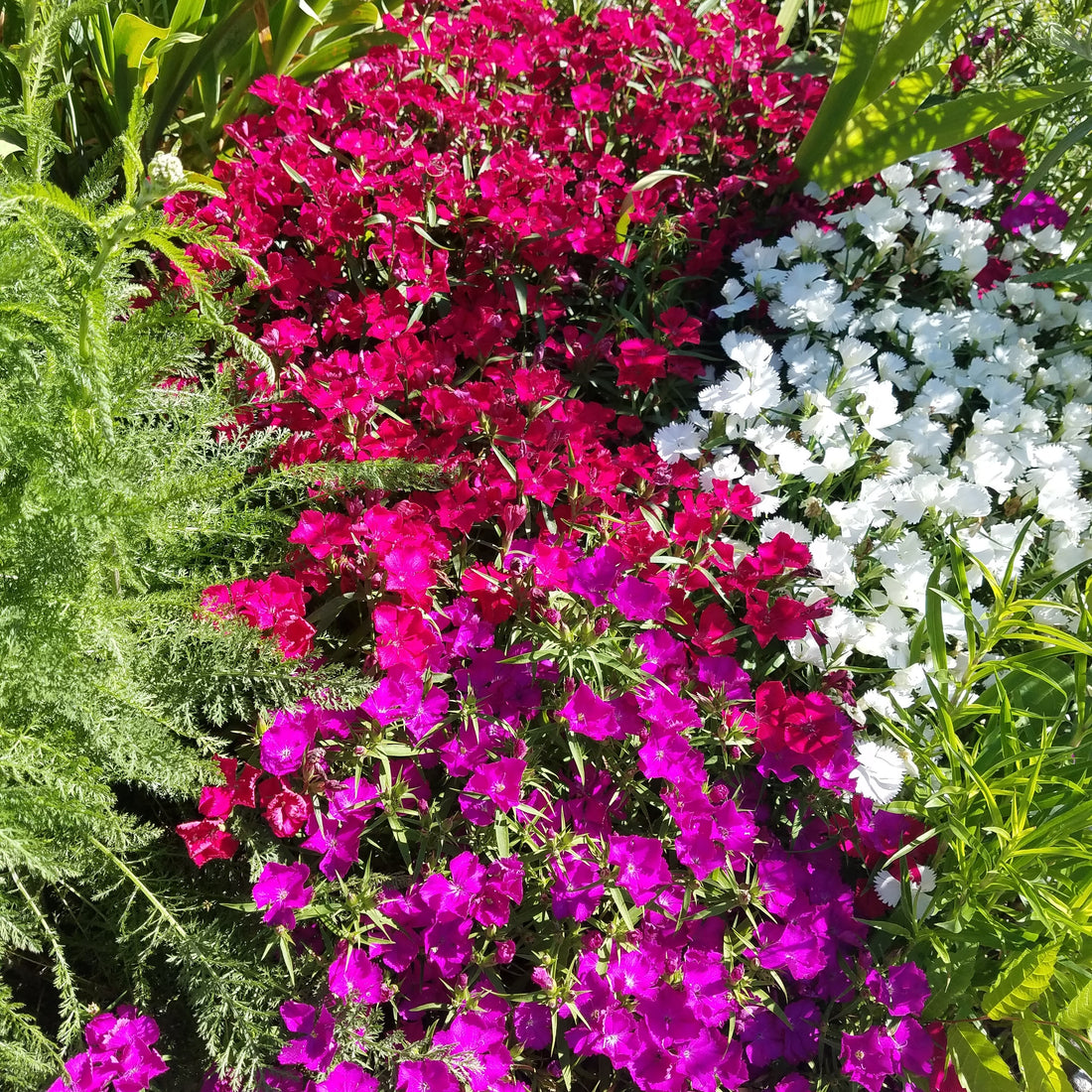 Bold Garden Color-Dianthus