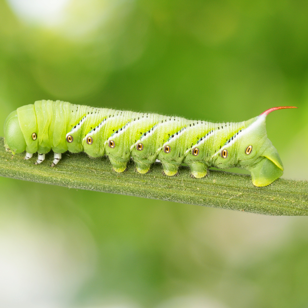 Hornworms-The Big Green Monster