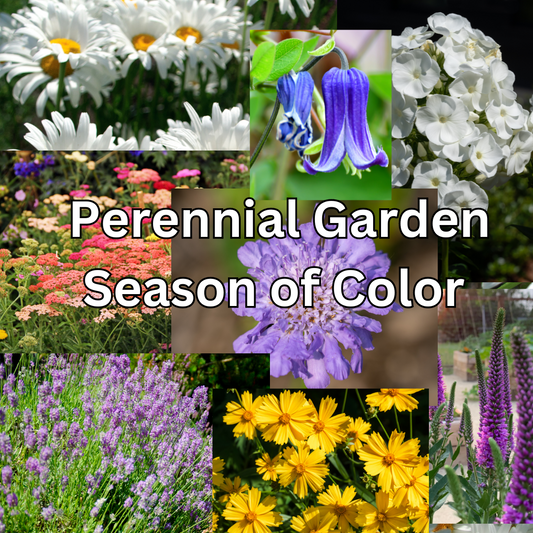 Perennial Garden-Season of Color