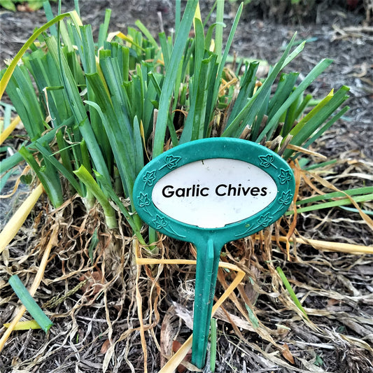 Got Me Some Garlic Chives-Now What??