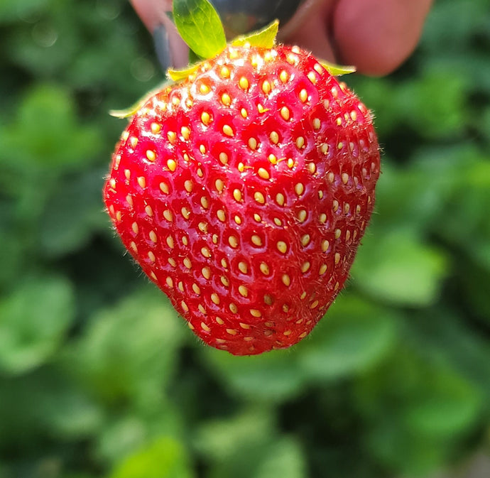 Strawberries-What heaven must be like