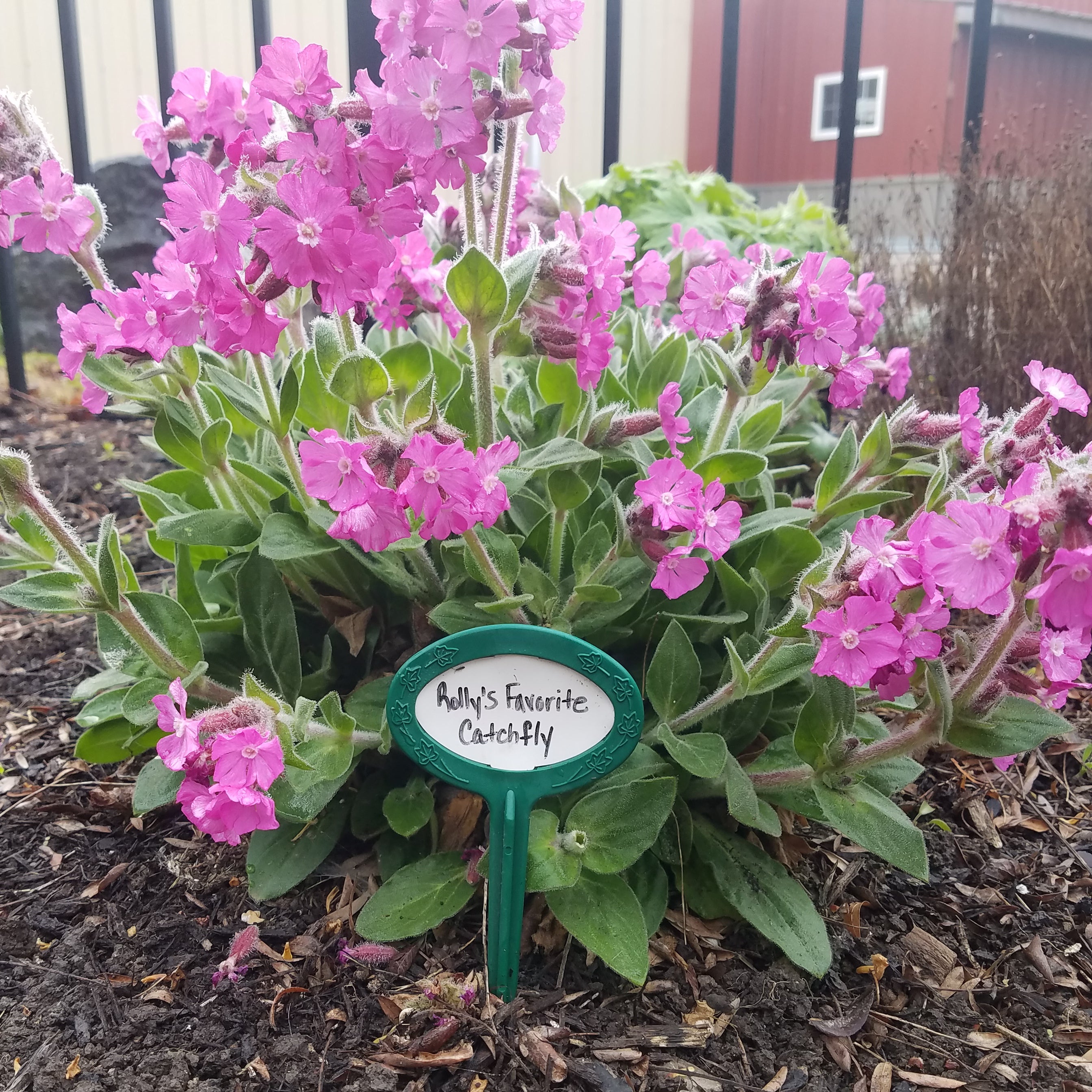 Plant markers in front of Rolly's Favorite Catchfly plant in bloom