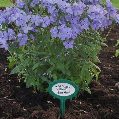 Writeable plant markers. 9 inch stake with vinyl insert.  'Wild Sweet William Blue Moon"