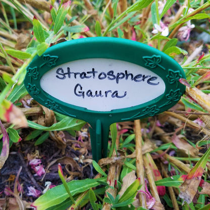 Writeable plant markers. 9 inch stake with vinyl insert.  'Stratosphere Gaura"